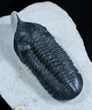 Superb Morocconites Malladoides Trilobite #2958-3